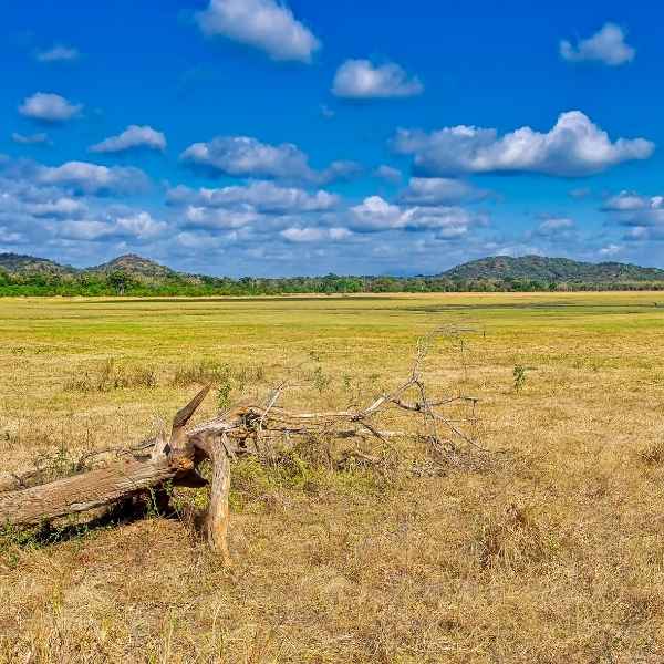 Minneriya National Park