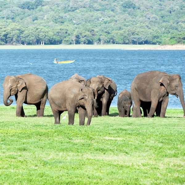 Minneriya National Park