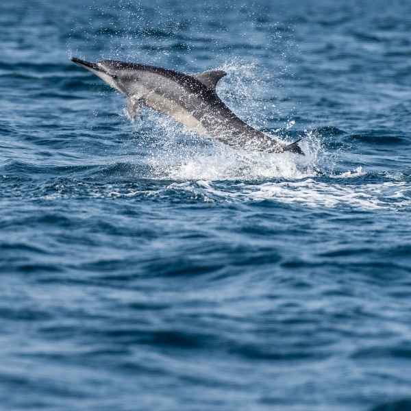 Whale and dolphin watching in Kalpitiya