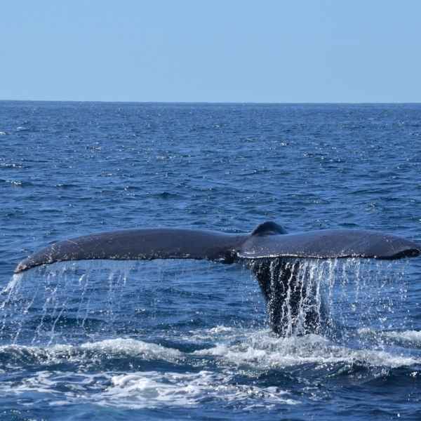 Whale watching in Mirissa